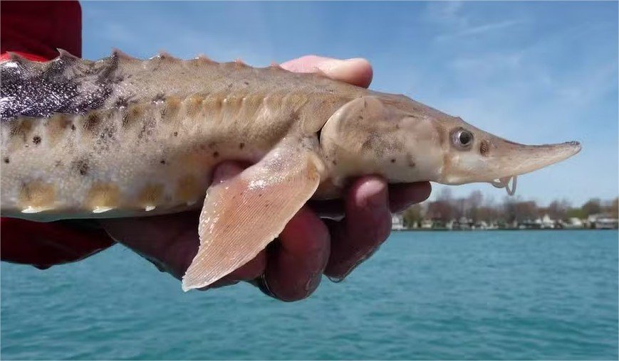 Peixes deste lago conseguem viver mais de 400 anos, descobre novo estudo