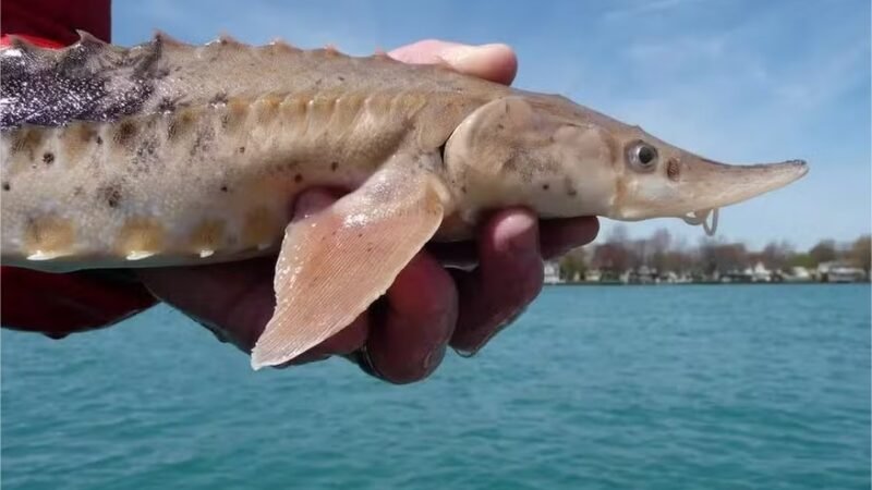 Peixes deste lago conseguem viver mais de 400 anos, descobre novo estudo