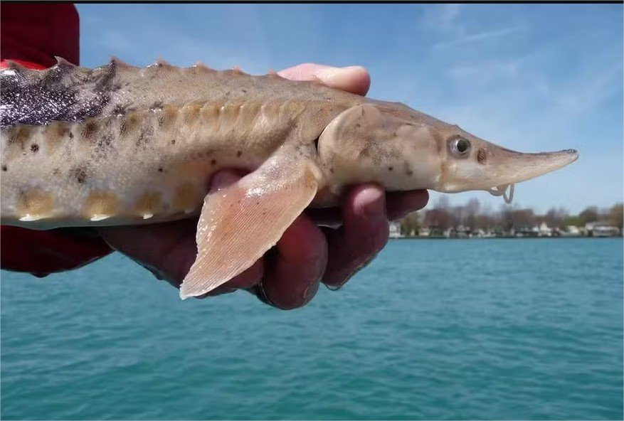 Peixes deste lago conseguem viver mais de 400 anos, descobre novo estudo