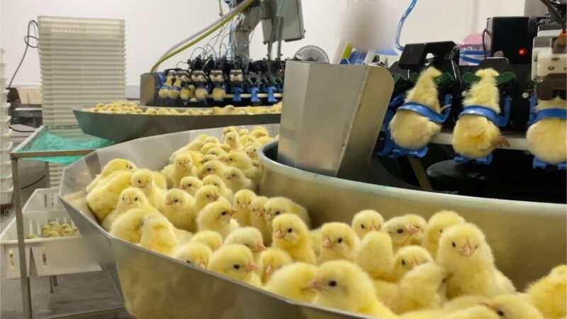 Investigação expõe trituração de pintinhos na indústria de ovos