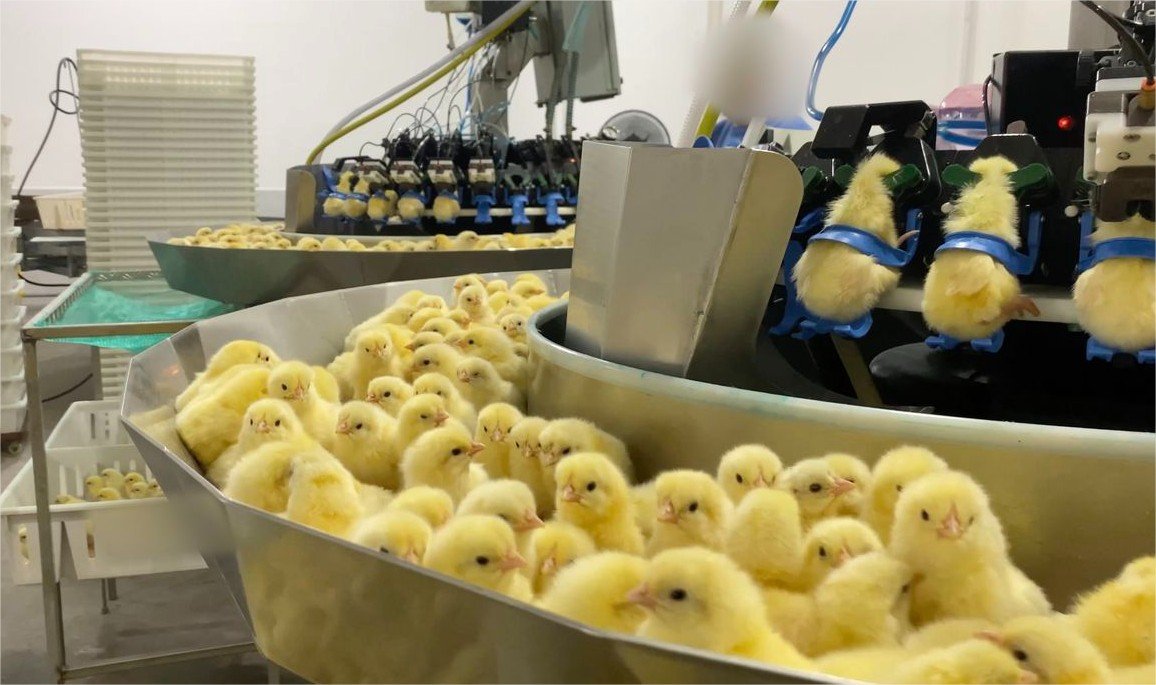 Investigação expõe trituração de pintinhos na indústria de ovos