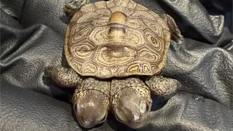 Tartaruga-diamante de duas cabeças é encontrada em Cape Cod pela primeira vez em 5 anos