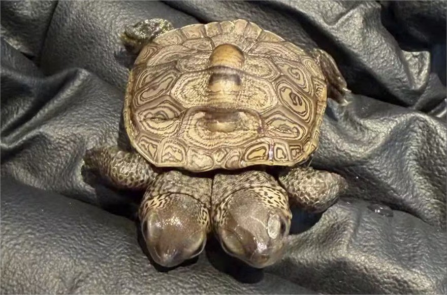 Tartaruga-diamante de duas cabeças é encontrada em Cape Cod pela primeira vez em 5 anos