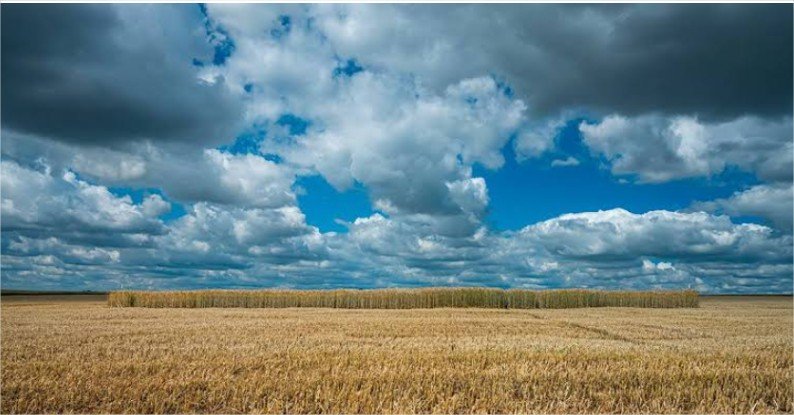 El Niño desafia o campo e reforça importância da correção do solo