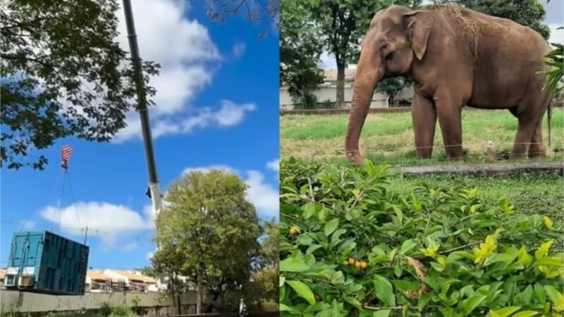Após protestos de moradores, elefante Sandro deixa Sorocaba rumo a santuário em Chapada dos Guimarães