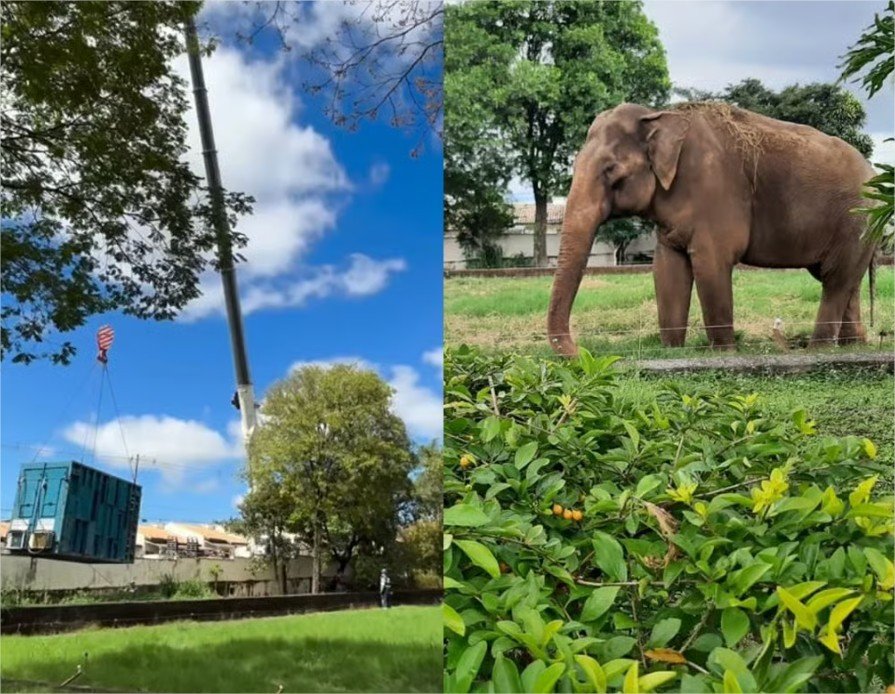 Após protestos de moradores, elefante Sandro deixa Sorocaba rumo a santuário em Chapada dos Guimarães