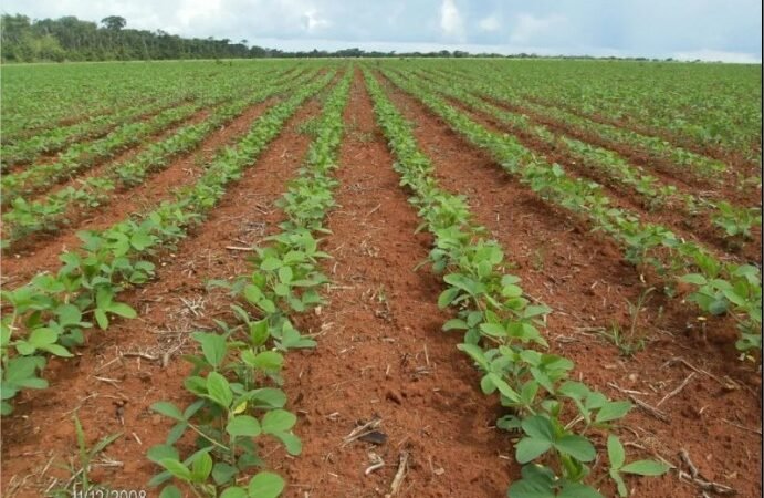 A colheita do amanhã começa agora: Paraná puxa a fila, e Mato Grosso dá a largada no plantio da nova safra de soja