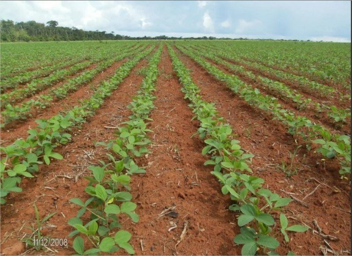 A colheita do amanhã começa agora: Paraná puxa a fila, e Mato Grosso dá a largada no plantio da nova safra de soja