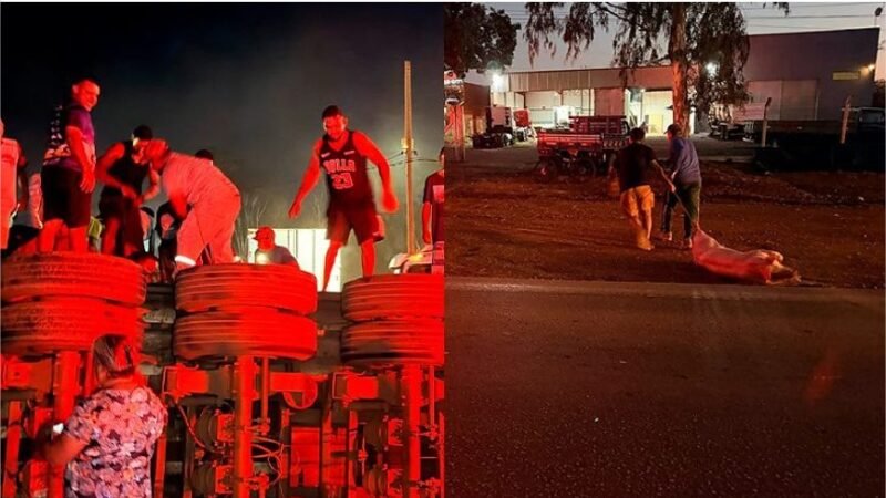 Populares saqueiam carga de porcos após carreta tombar em Várzea Grande; veja vídeo