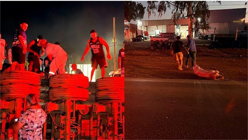 Populares saqueiam carga de porcos após carreta tombar em Várzea Grande; veja vídeo