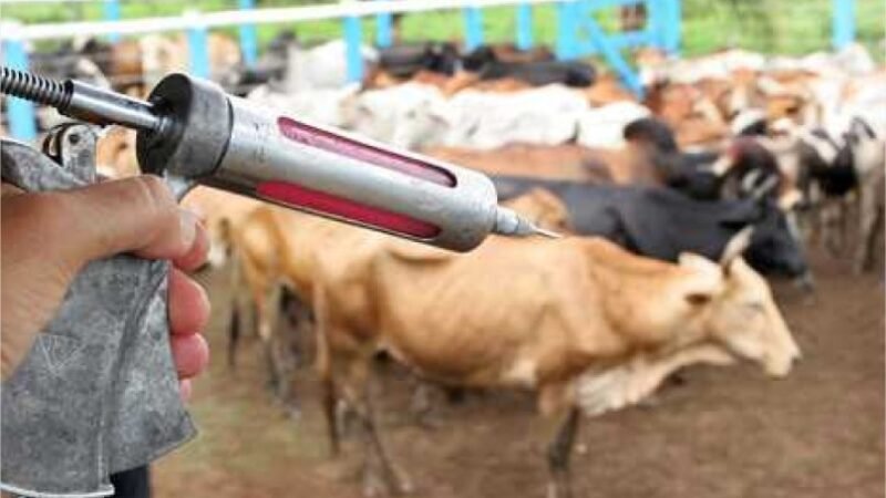 Importações respondem por 73% das vacinas contra clostridioses