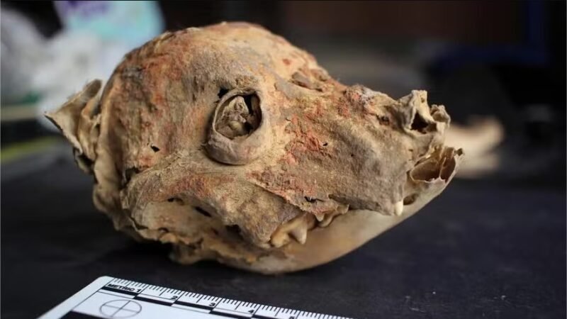 Arqueólogos descobrem cão mumificado sem pelos de 1.200 anos no Peru