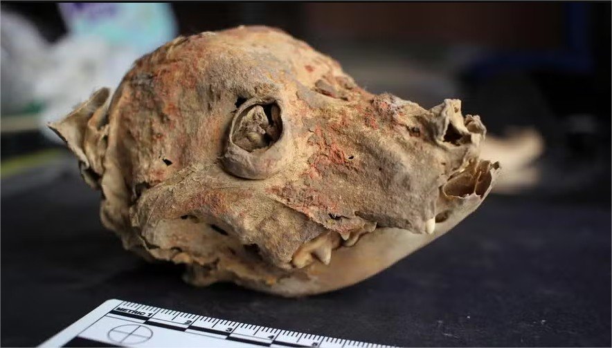 Arqueólogos descobrem cão mumificado sem pelos de 1.200 anos no Peru