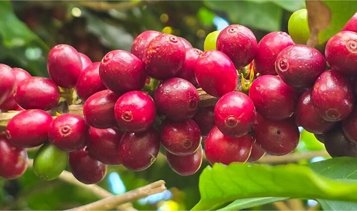 Produtor de café precisa de 19,4% mais café para comprar adubo em setembro