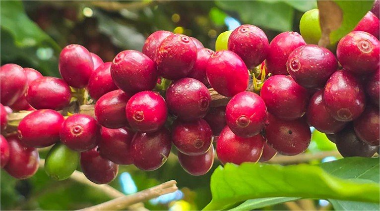 Produtor de café precisa de 19,4% mais café para comprar adubo em setembro