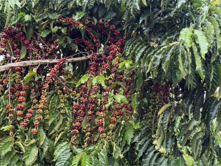 Concurso em Juína vai premiar os melhores cafés de Mato Grosso