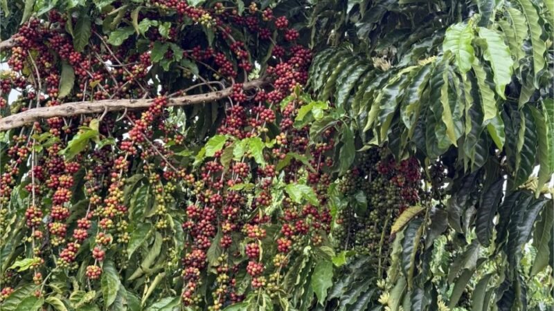Concurso em Juína vai premiar os melhores cafés de Mato Grosso