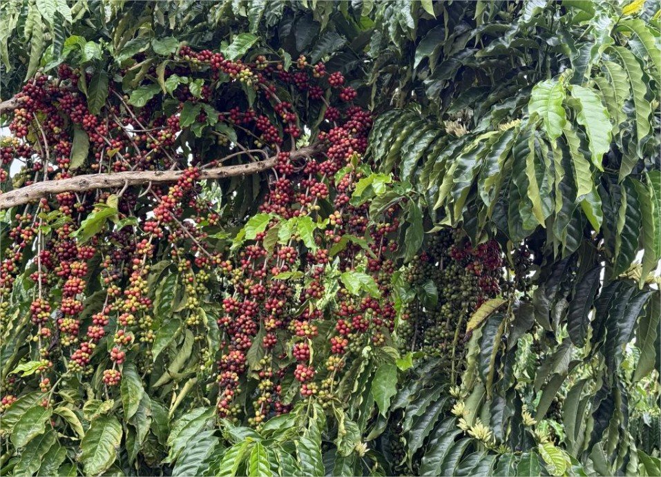 Concurso em Juína vai premiar os melhores cafés de Mato Grosso