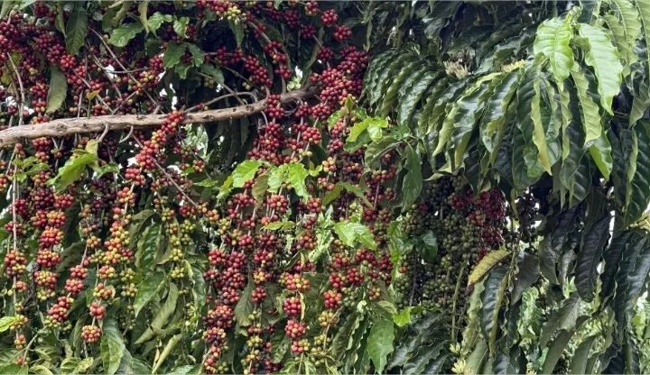 Juína recebe concurso que premia os melhores cafés de Mato Grosso