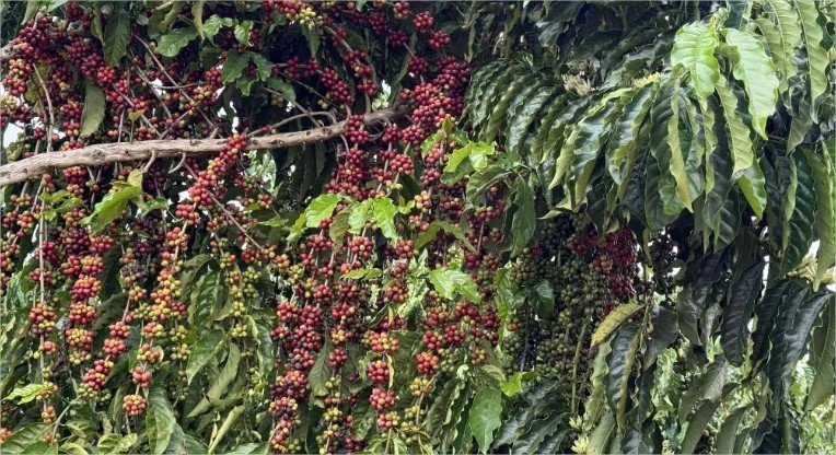 Juína recebe concurso que premia os melhores cafés de Mato Grosso