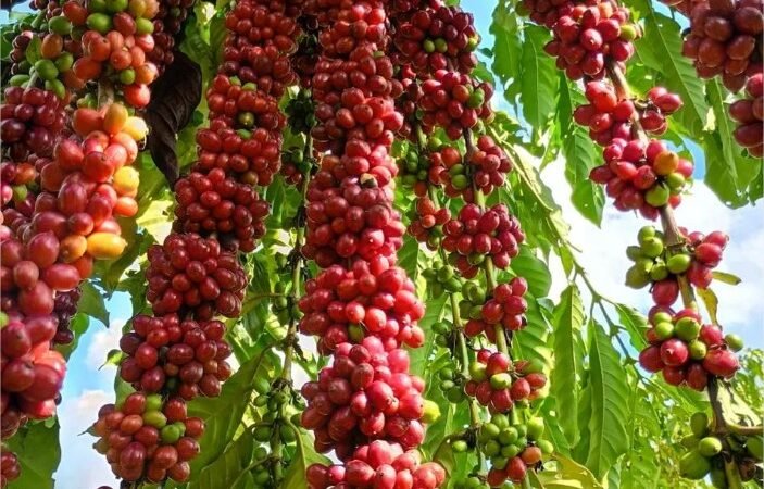 Qual é o segredo dos pequenos produtores de Mato Grosso para alcançar 73% de margem no café?