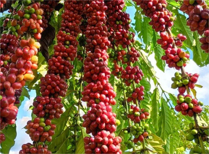 Qual é o segredo dos pequenos produtores de Mato Grosso para alcançar 73% de margem no café?