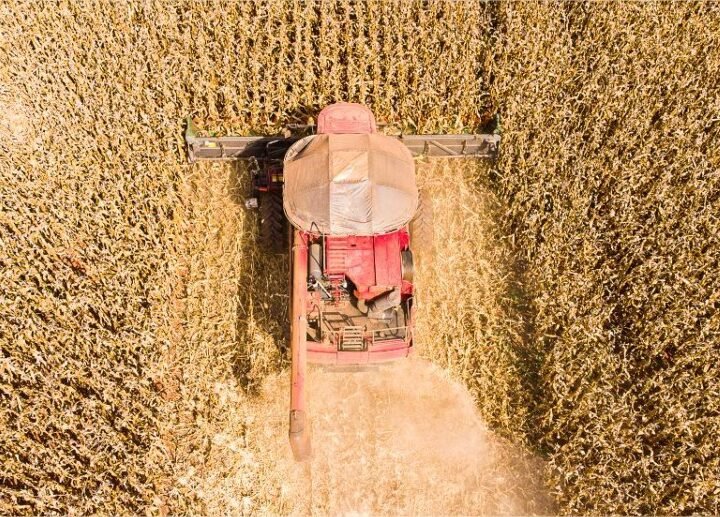 Mato Grosso lidera produção de grãos no Brasil e concentra 59,7% do gergelim nacional