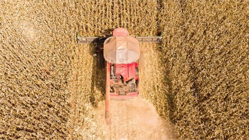 Mato Grosso lidera produção de grãos no Brasil e concentra 59,7% do gergelim nacional