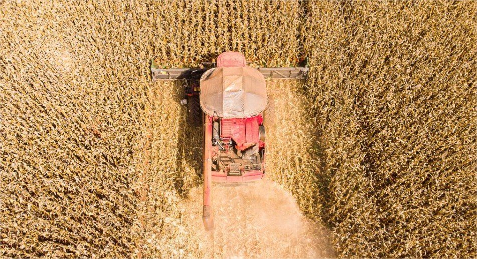 Mato Grosso lidera produção de grãos no Brasil e concentra 59,7% do gergelim nacional