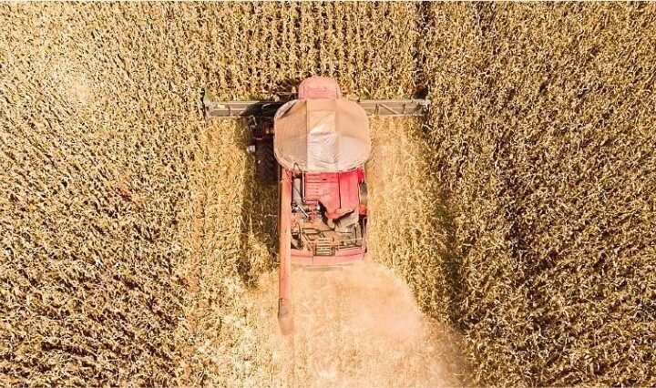 Mato Grosso lidera produção  e concentra 59,7% do gergelim nacional