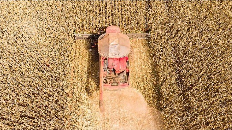 Mato Grosso lidera produção e concentra 59,7% do gergelim nacional