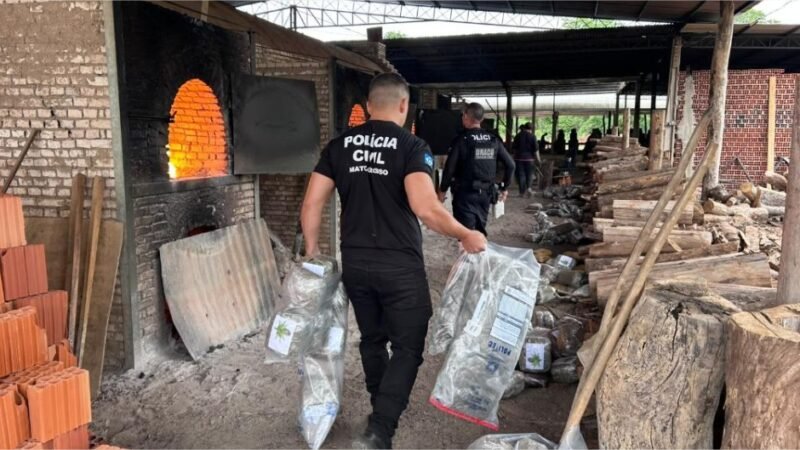 Polícia Civil destrói mais 400 quilos de entorpecentes em quinta incineração do ano em Cáceres