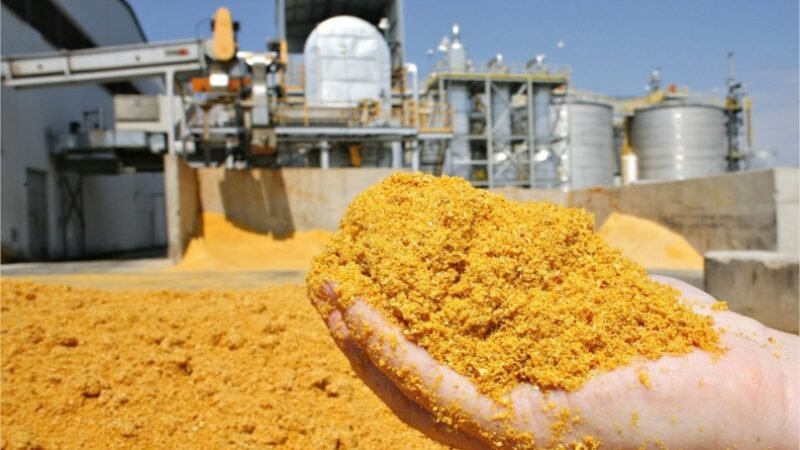 Exportações de farelo de soja devem crescer 44% em outubro, aponta Anec