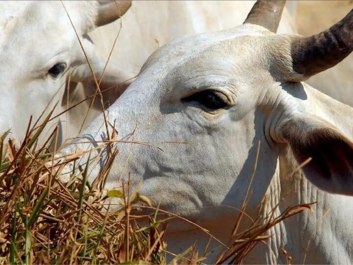 Carne brasileira vai pagar tarifa de 67% para entrar na China