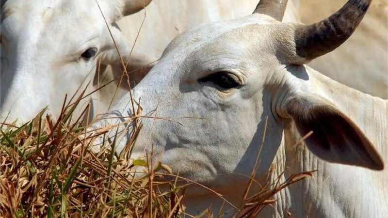 Carne brasileira vai pagar tarifa de 67% para entrar na China