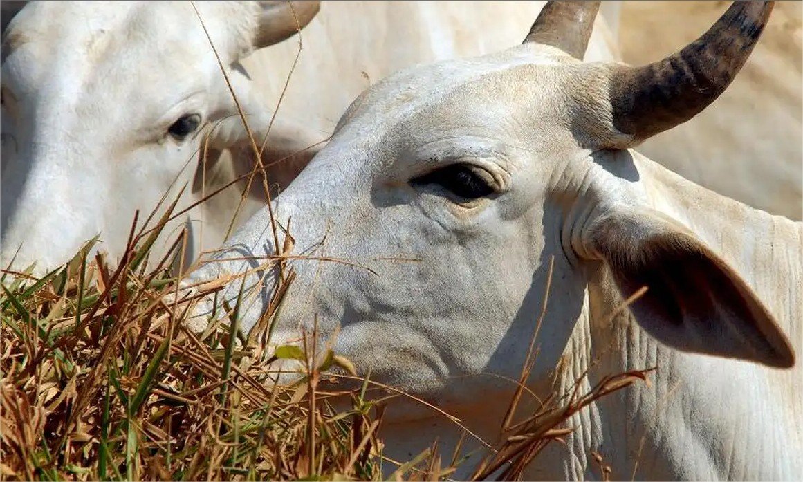 Carne brasileira vai pagar tarifa de 67% para entrar na China