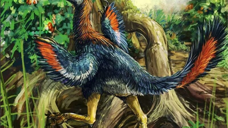 Descoberta “galinha do inferno” que pode ser 1º dinossauro comedor de frutas