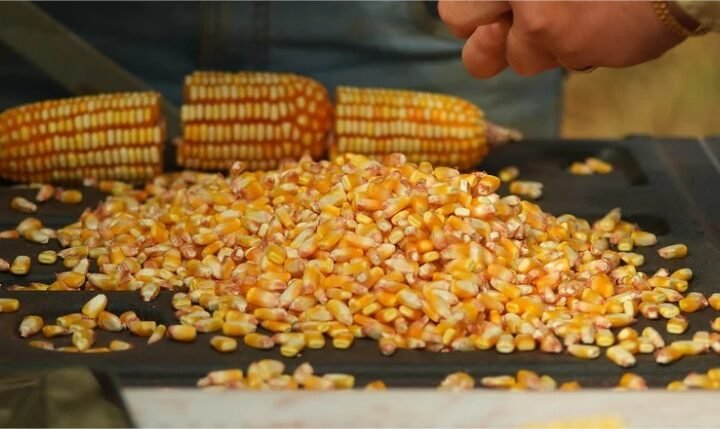 Exportações de milho em MT recuam mais de 30% com maior oferta internacional, indica Imea
