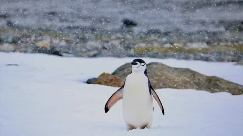 Maior colônia de pinguins do mundo perde 63% dos casais de uma espécie