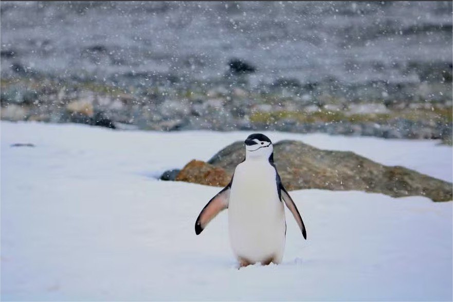 Maior colônia de pinguins do mundo perde 63% dos casais de uma espécie