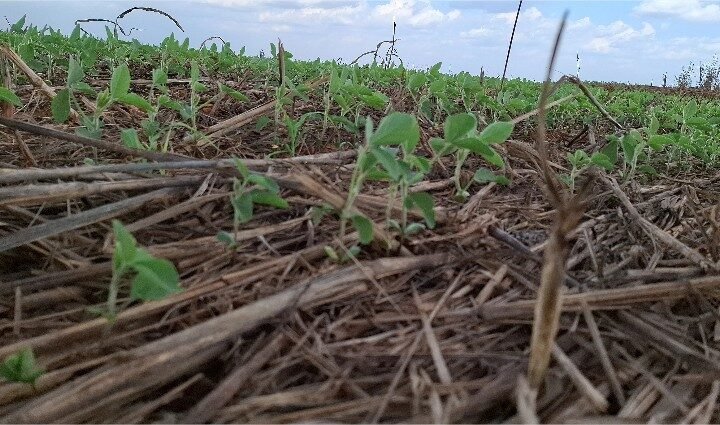 Plantio de soja em Lucas do Rio Verde atinge reta final, com clima favorável