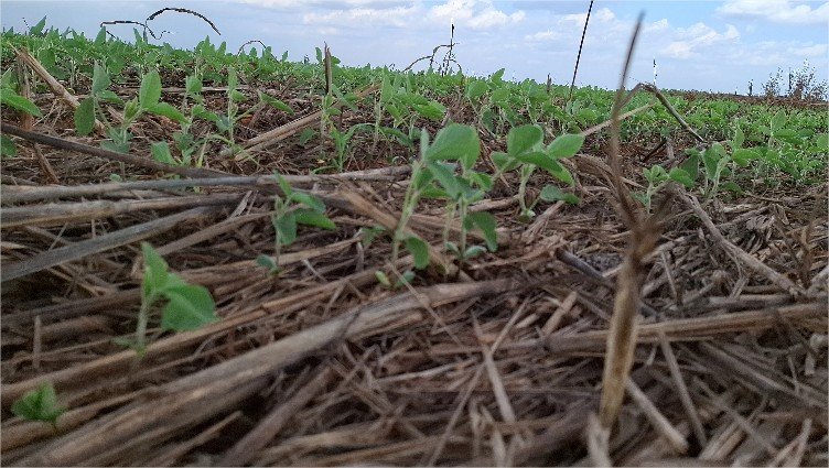 Plantio de soja em Lucas do Rio Verde atinge reta final, com clima favorável