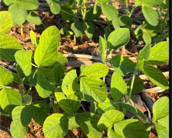 Nematoide do cisto da soja: um alerta para a safra 2026/27