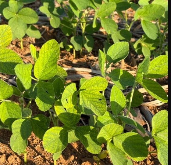Nematoide do cisto da soja: um alerta para a safra 2026/27