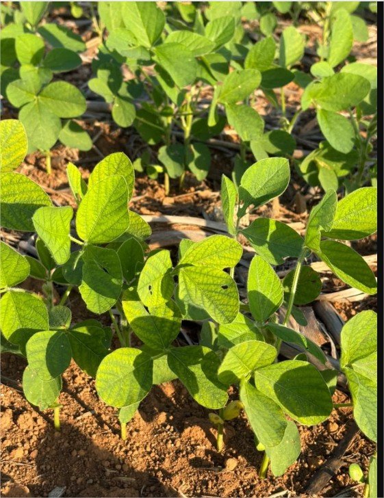 Nematoide do cisto da soja: um alerta para a safra 2026/27