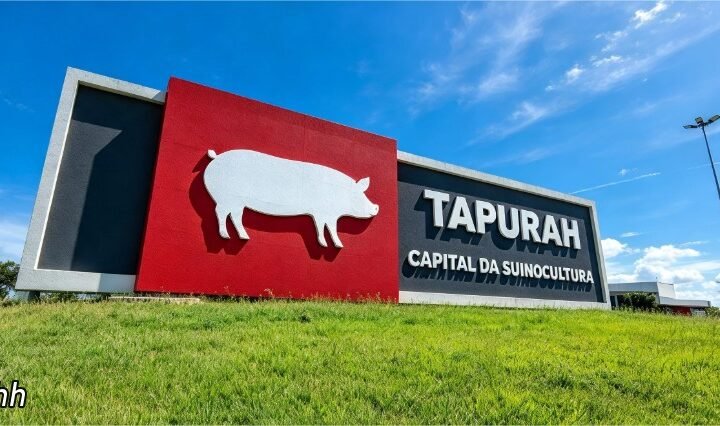 Mato Grosso perde 5% do rebanho suíno, mas Tapurah mantém liderança