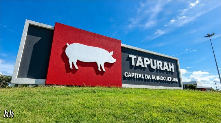 Mato Grosso perde 5% do rebanho suíno, mas Tapurah mantém liderança