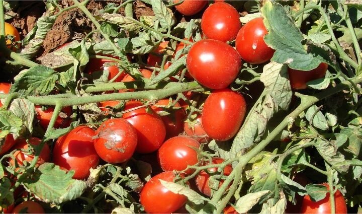 Mapa define zoneamento de risco climático para tomate industrial no Brasil