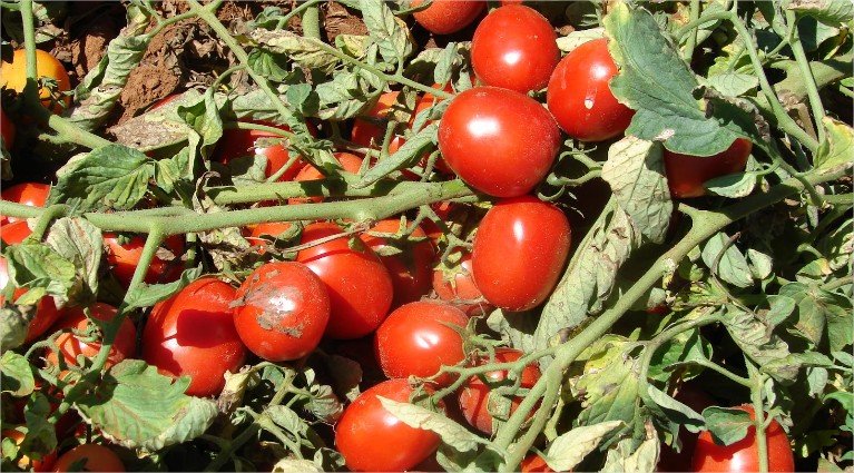 Mapa define zoneamento de risco climático para tomate industrial no Brasil