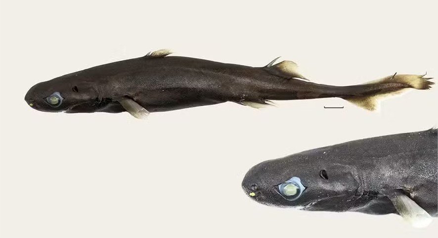 Descoberta nova espécie de tubarão-lanterna que está entre as menores do mundo